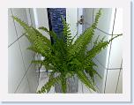 Fern. Pteridophyte plants * Bregne fås overalt god til vådrum. Fern you get them everywhere and are good for wet rooms. Latin: pteridophyte plants * 2592 x 1944 * (673KB)